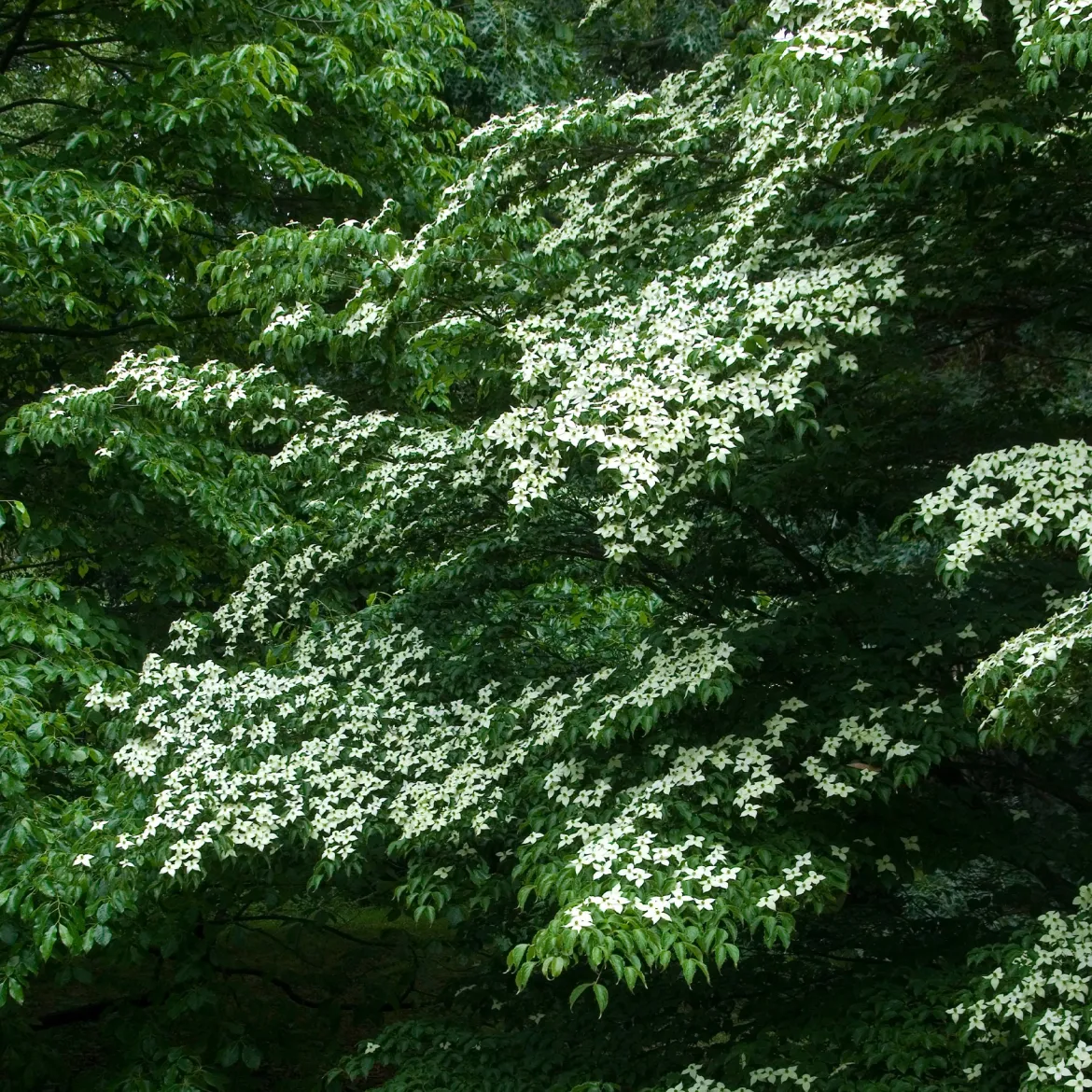 Cornouiller du Japon - Un arbre 4 saisons déco