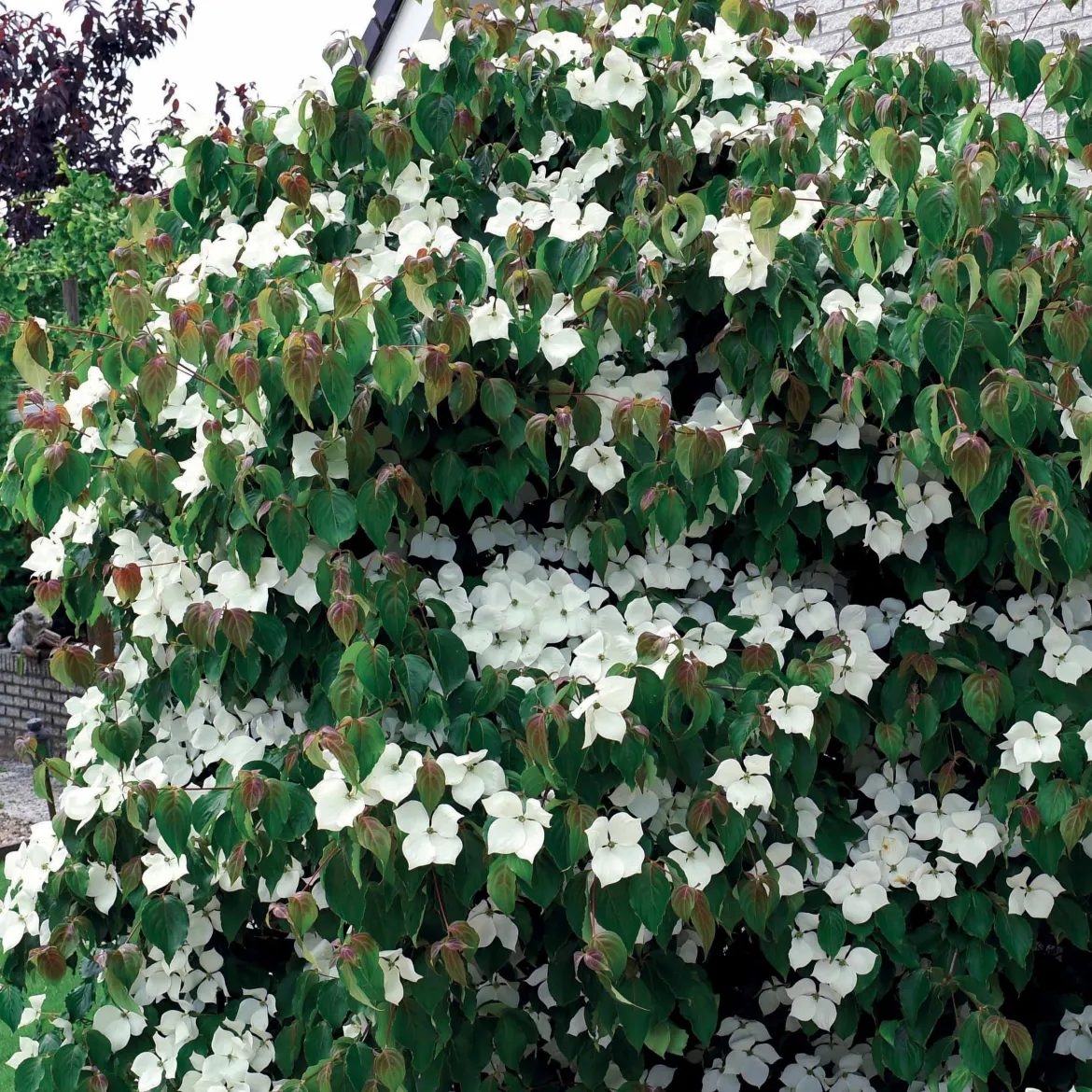Cornouiller du Japon - Un arbre 4 saisons déco