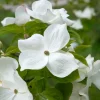 Cornouiller à fleurs de Floride - Un nuage de fleurs au printemps
