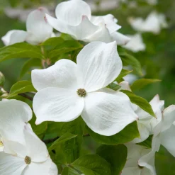 Cornouiller à fleurs de Floride - Un nuage de fleurs au printemps