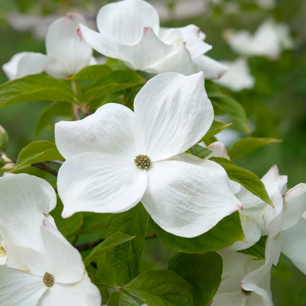 Cornouiller à fleurs de Floride - Un nuage de fleurs au printemps
