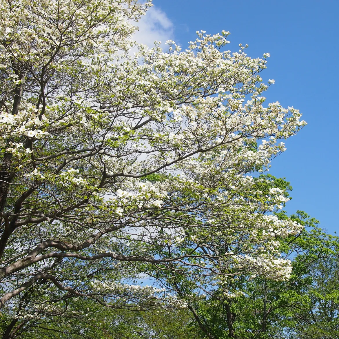 Cornouiller à fleurs de Floride - Un nuage de fleurs au printemps