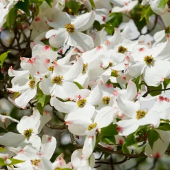 Cornouiller à fleurs de Floride - Un nuage de fleurs au printemps