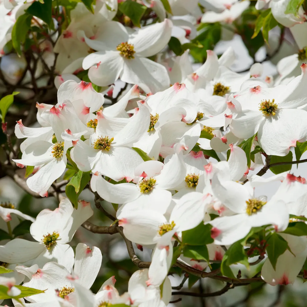 Cornouiller à fleurs de Floride - Un nuage de fleurs au printemps