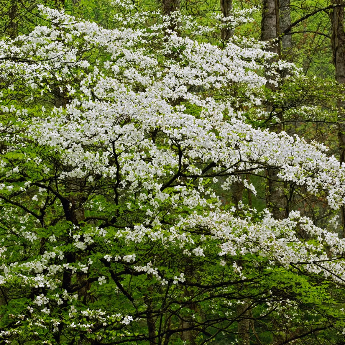 Cornouiller à fleurs de Floride - Un nuage de fleurs au printemps