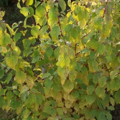 Cornouiller fluo Winter Flame - Le jardin flambe en hiver
