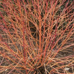 Cornouiller fluo Winter Flame - Le jardin flambe en hiver