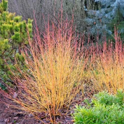 Cornouiller fluo Winter Flame - Le jardin flambe en hiver