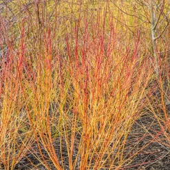 Cornouiller fluo Winter Flame - Le jardin flambe en hiver