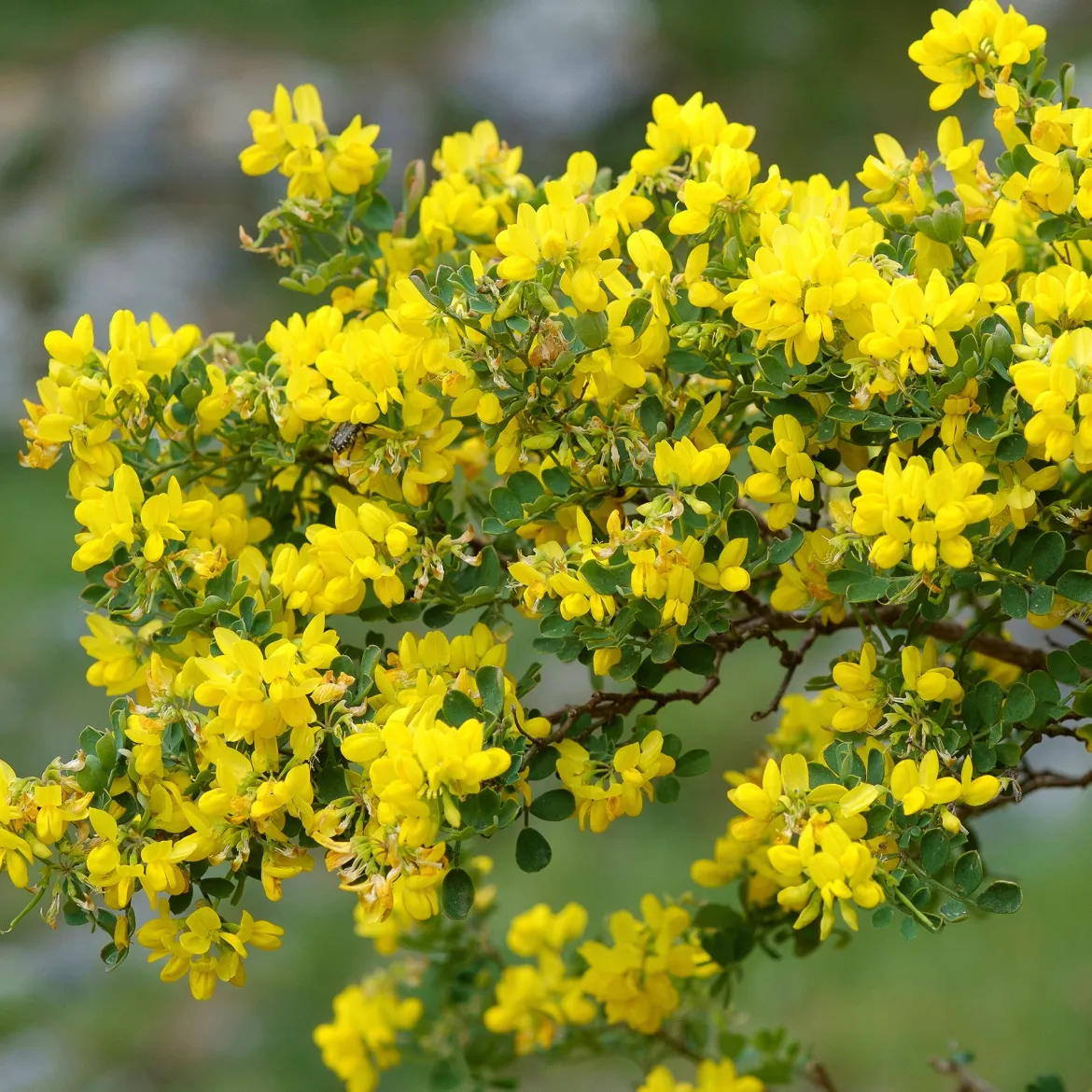 Coronille glauque - Fleurs jaunes dès mars