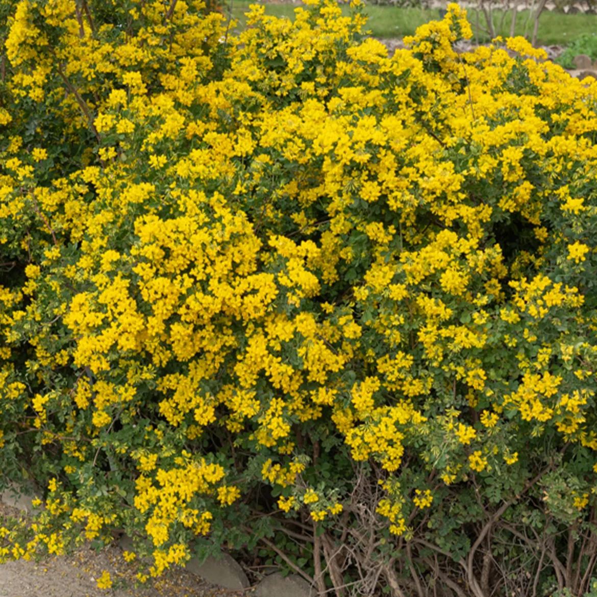 Coronille glauque - Fleurs jaunes dès mars