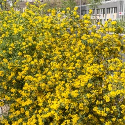 Coronille glauque - Fleurs jaunes dès mars