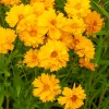 Coréopsis à grandes fleurs Sunray - Du jaune tout l'été