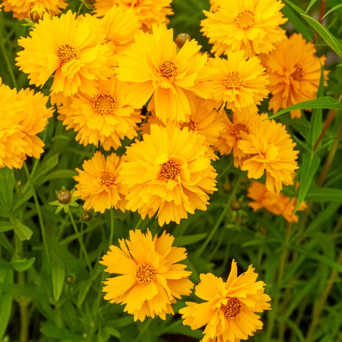 Coréopsis à grandes fleurs Sunray - Du jaune tout l'été