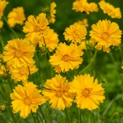 Coréopsis à grandes fleurs Sunray - Du jaune tout l'été