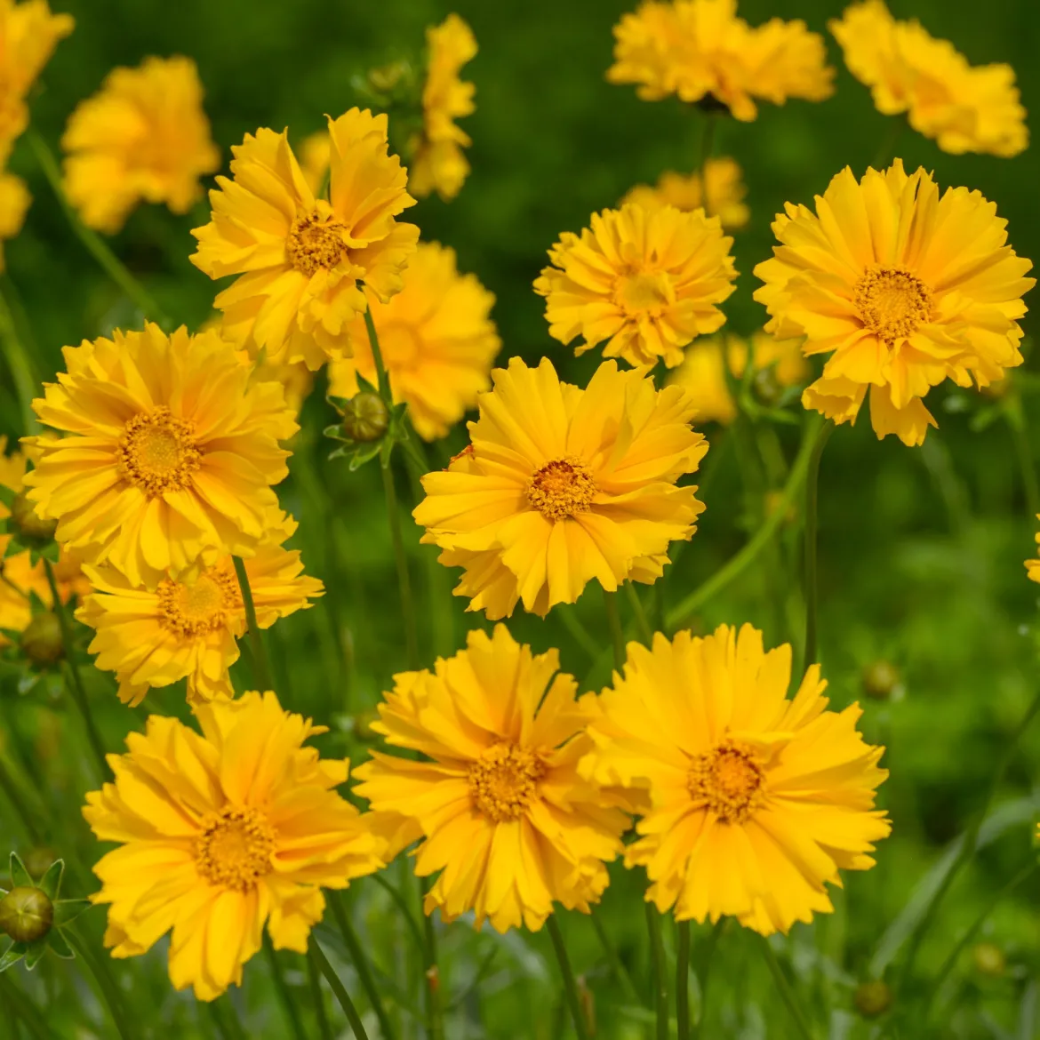 Coréopsis à grandes fleurs Sunray - Du jaune tout l'été