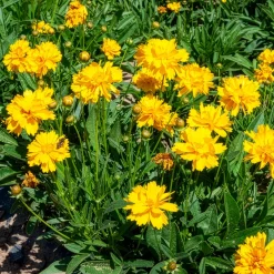 Coréopsis à grandes fleurs Sunray - Du jaune tout l'été