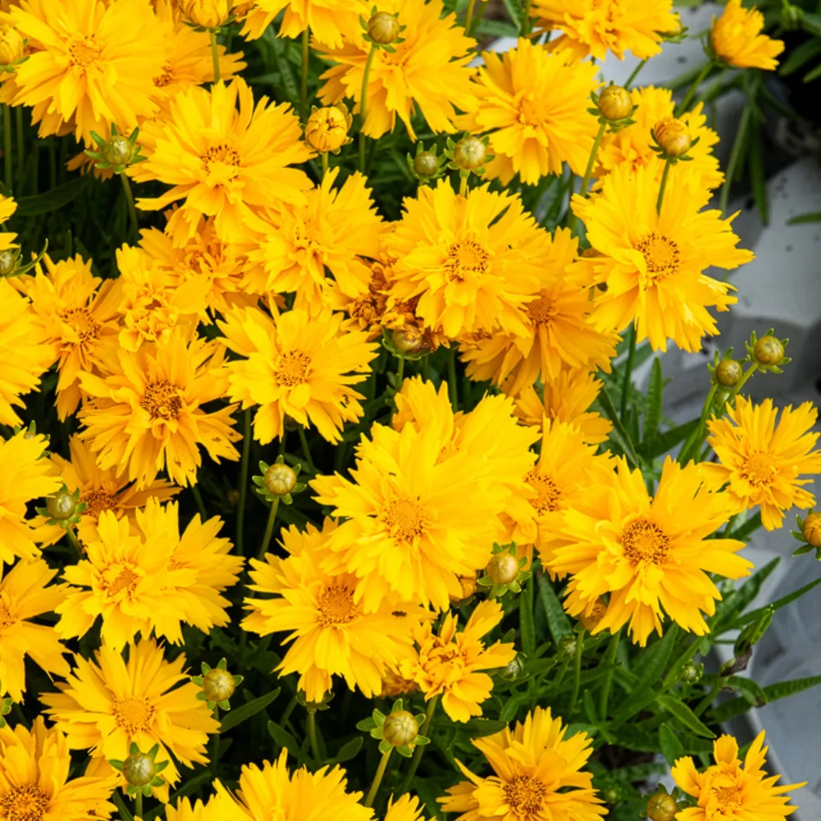 Coréopsis à grandes fleurs Sunray - Du jaune tout l'été