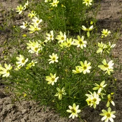 Coréopsis verticillé Moonbeam - Fleurit tout l'été sans effort