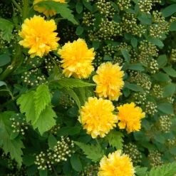 Corête du Japon - Des pompons jaunes tout le printemps