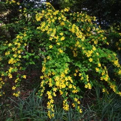 Corête du Japon Golden Guinea - Le jaune qui illumine tout