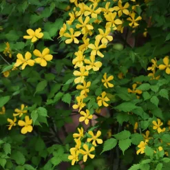 Corête du Japon Golden Guinea - Le jaune qui illumine tout