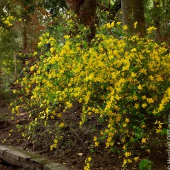 Corête du Japon Golden Guinea - Le jaune qui illumine tout