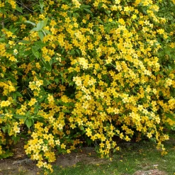 Corête du Japon Golden Guinea - Le jaune qui illumine tout