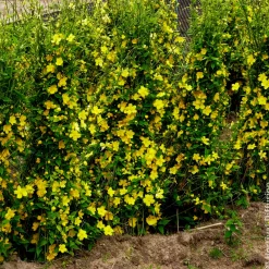 Corête du Japon Golden Guinea - Le jaune qui illumine tout