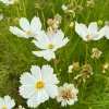 Cosmos blanc - Un nuage blanc tout l'été