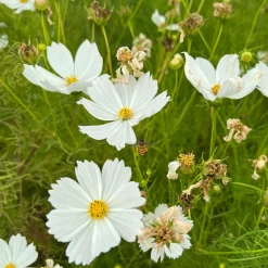 Cosmos blanc - Un nuage blanc tout l'été