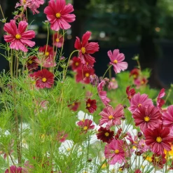 Cosmos rose - Un nuage rose tout l'été