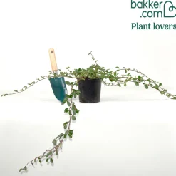 Cotonéaster de Dammer - Un tapis vert sans effort