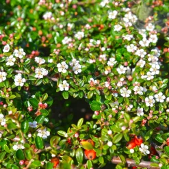 Cotonéaster de Dammer - Un tapis vert sans effort
