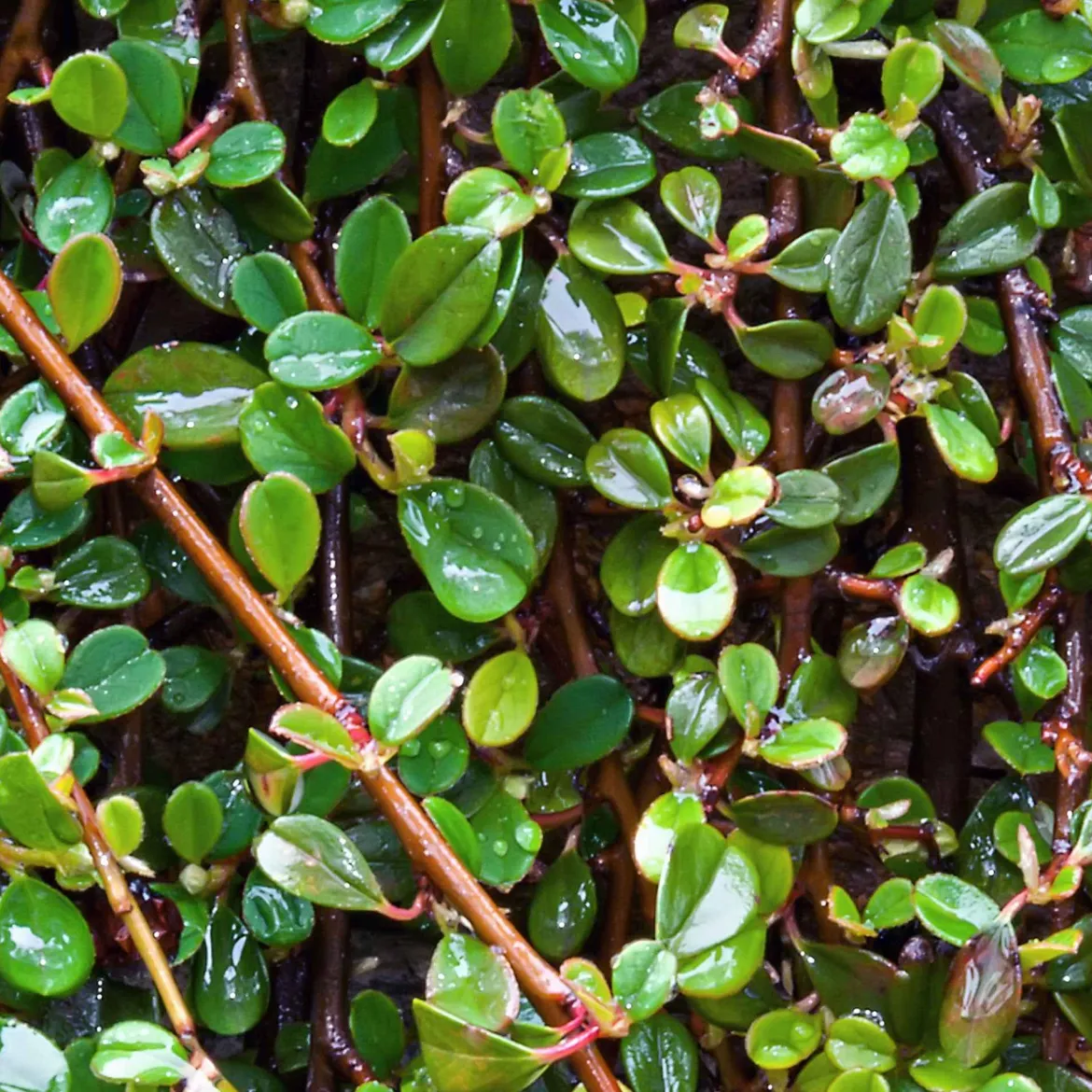 Cotonéaster de Dammer - Un tapis vert sans effort