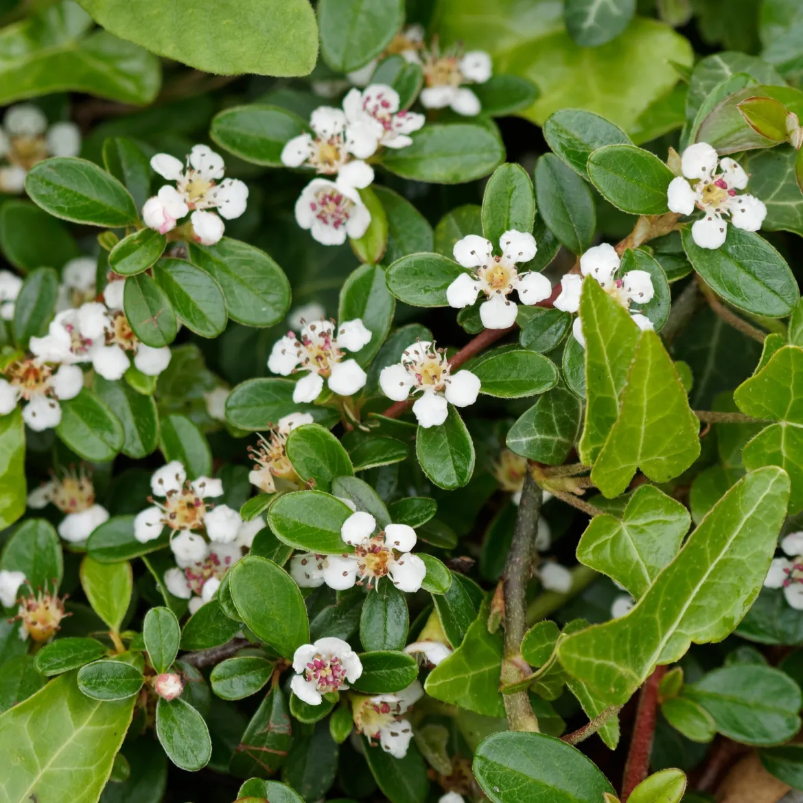 Cotonéaster de Dammer - Un tapis vert sans effort