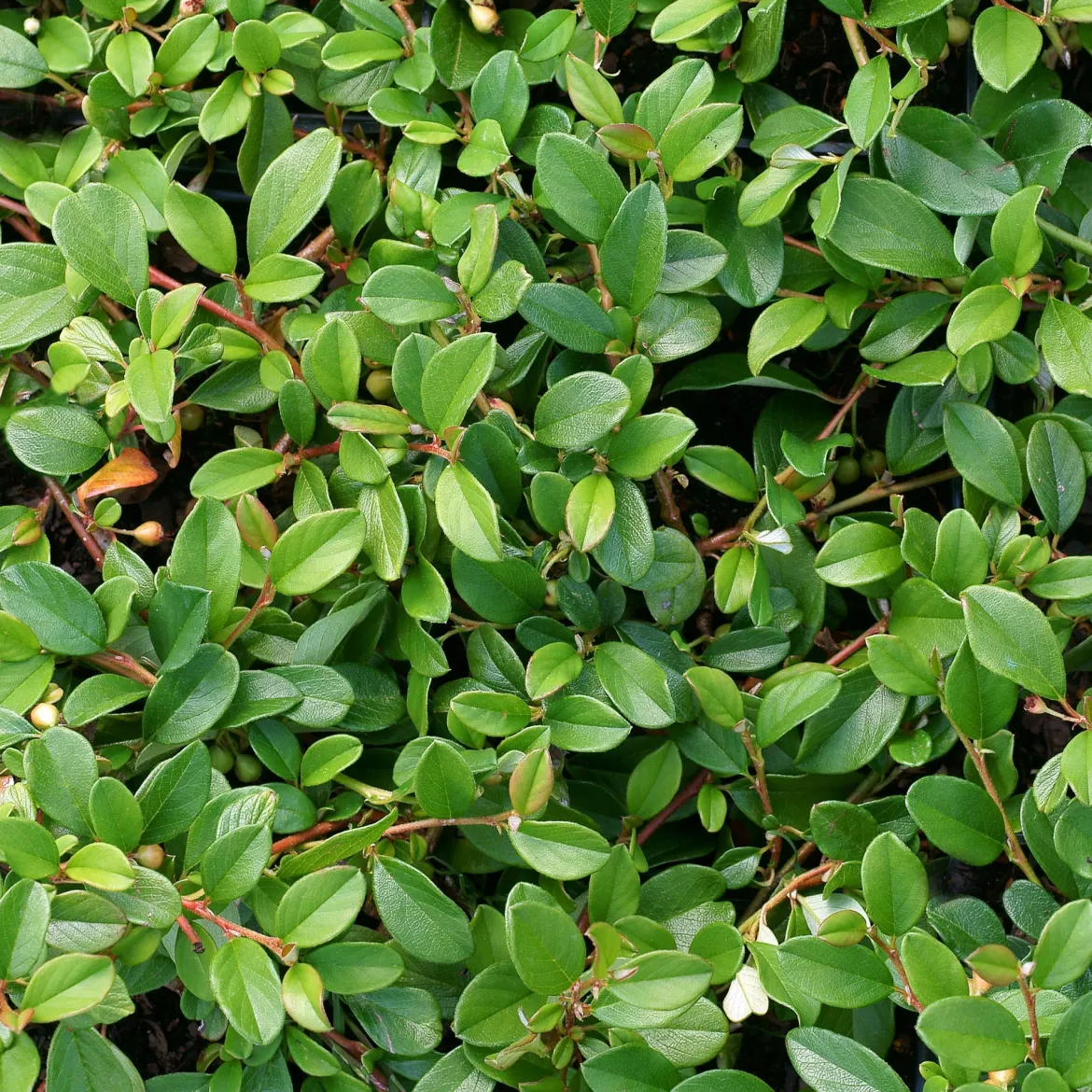 Cotonéaster de Dammer - Un tapis vert sans effort