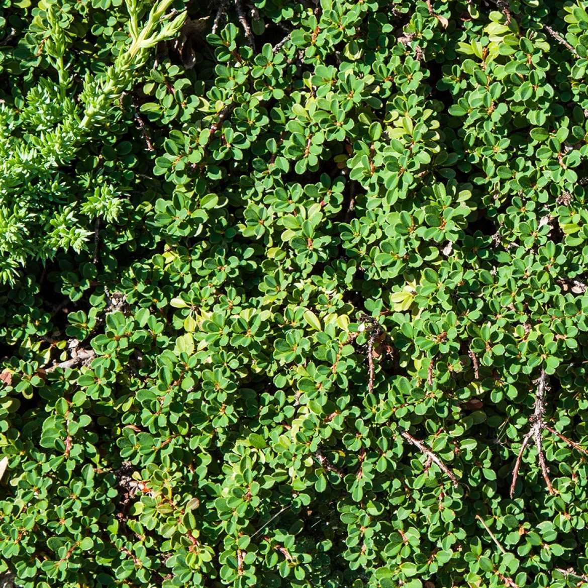 Cotonéaster de Dammer - Un tapis vert sans effort