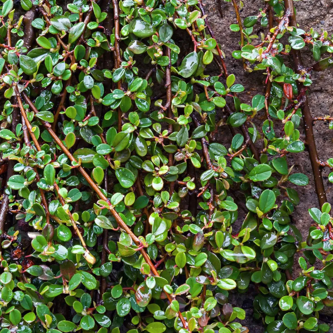 Cotonéaster de Dammer - Un tapis vert sans effort