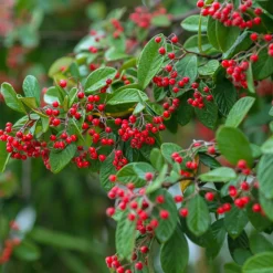 Cotoneaster Lacteus - Une haie verte toute l'année