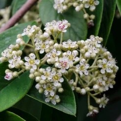 Cotoneaster Lacteus - Une haie verte toute l'année
