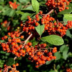 Cotoneaster Lacteus - Une haie verte toute l'année