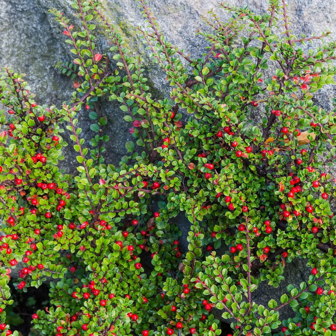 Cotoneaster rampant - Un tapis rouge sans effort