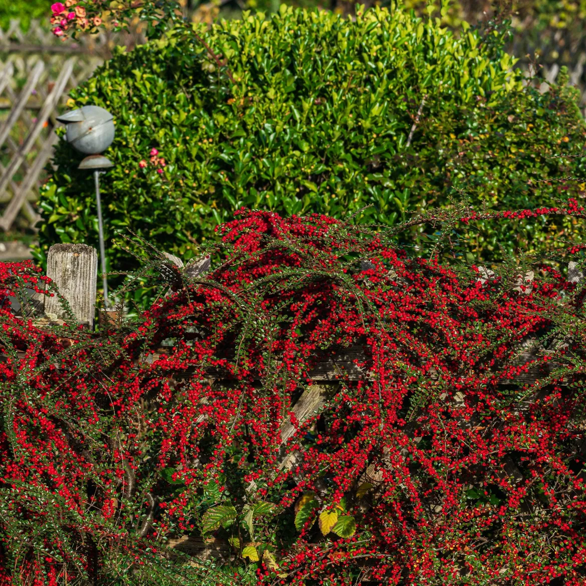 Cotoneaster rampant - Un tapis rouge sans effort