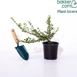 Cotoneaster rampant - Un tapis rouge sans effort