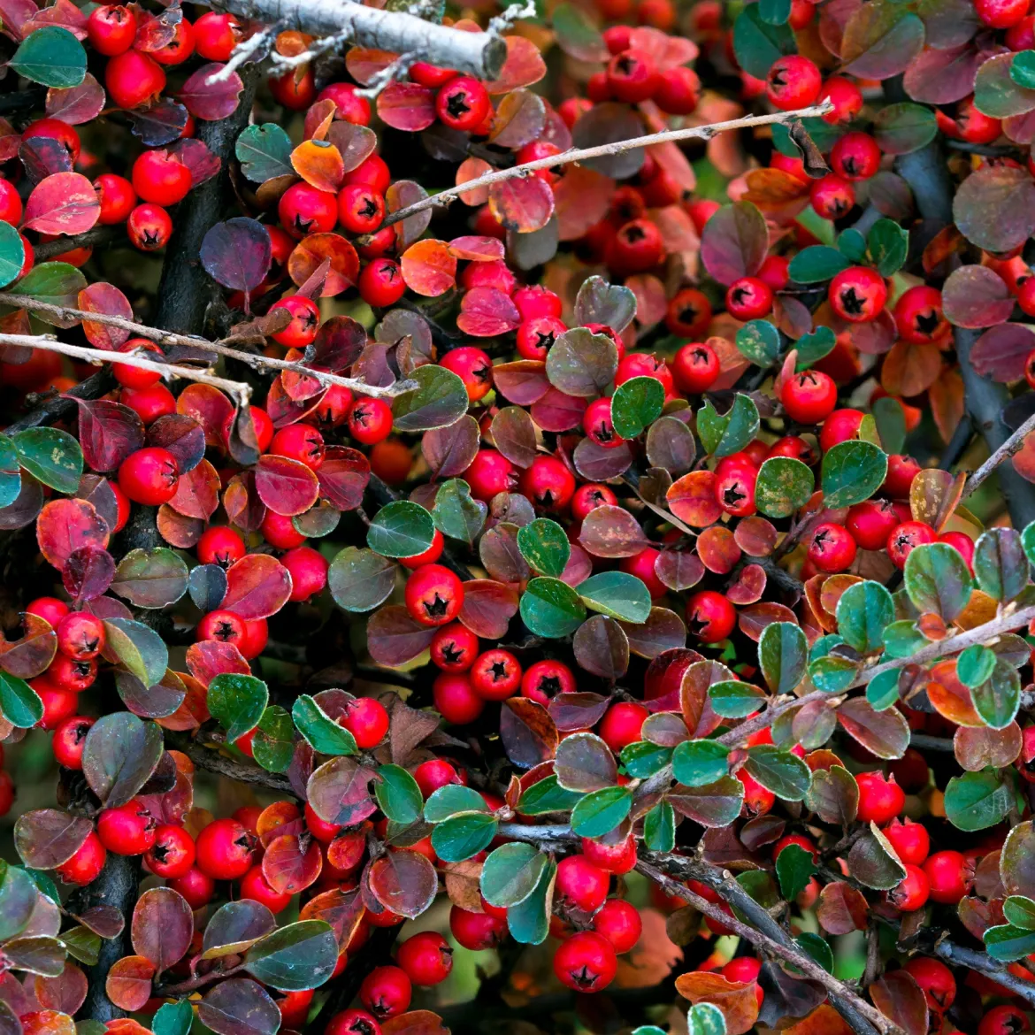 Cotoneaster rampant - Un tapis rouge sans effort