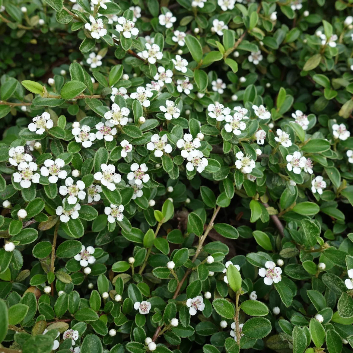 Cotoneaster rampant - Un tapis rouge sans effort