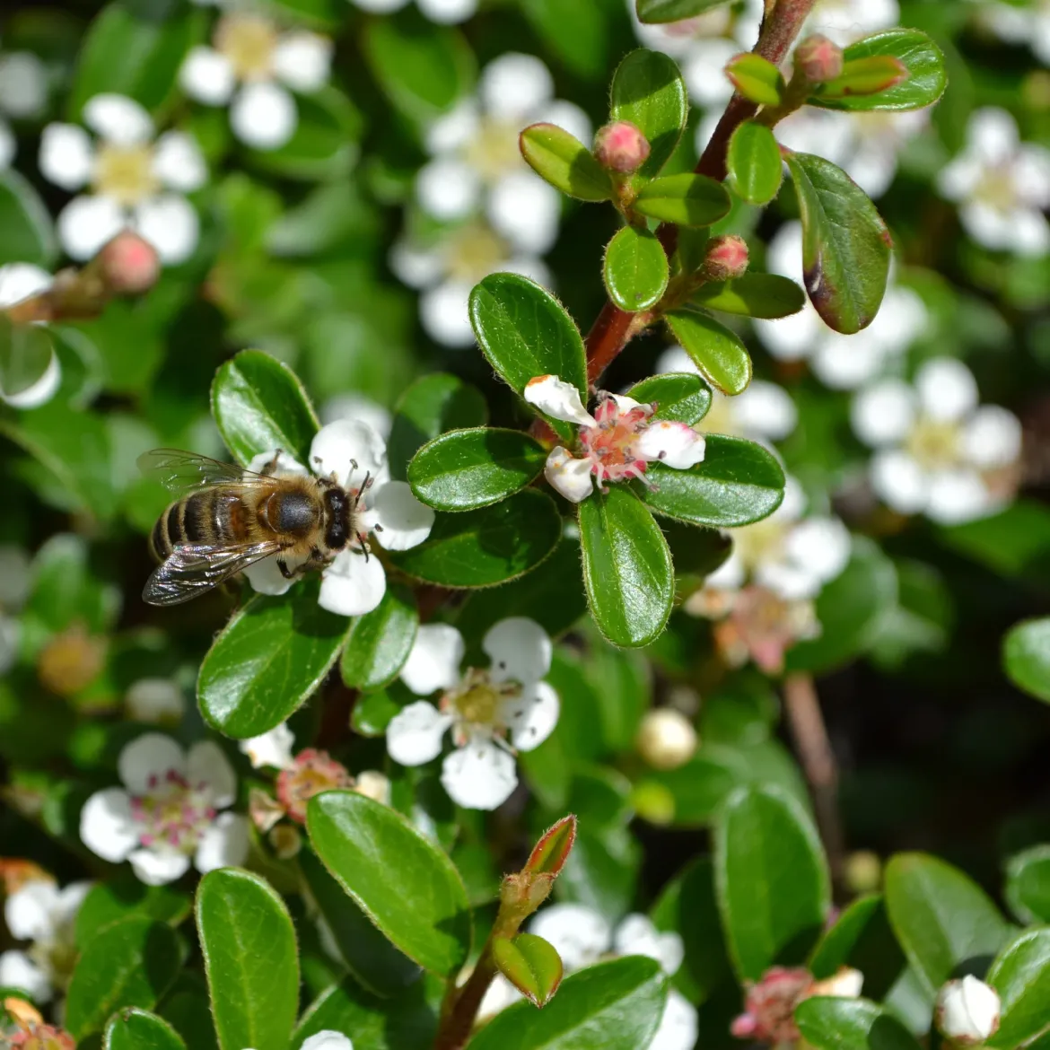 Cotoneaster rampant - Un tapis rouge sans effort