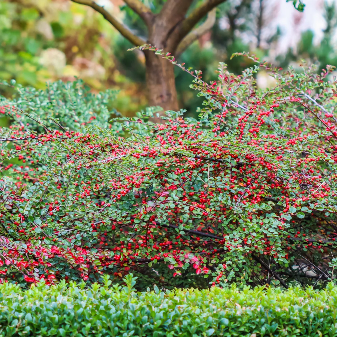 Cotoneaster rampant - Un tapis rouge sans effort