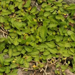 Cotule dioique Minima Cotule naine - Un tapis vert sans effort